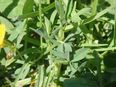 Lotus tenuis, photograph (c) nmoorhatch, some rights reserved (CC BY)