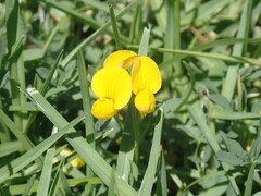 Lotus tenuis, photograph (c) nmoorhatch, some rights reserved (CC BY)