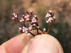 Chorizanthe leptotheca