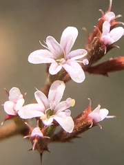 Chorizanthe leptotheca