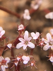Chorizanthe leptotheca