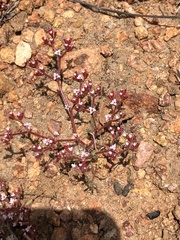 Chorizanthe leptotheca