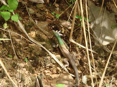 Ameiva atrigularis