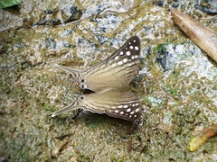 Marpesia merops