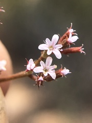 Chorizanthe leptotheca