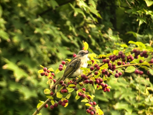 Light-vented Bulbul