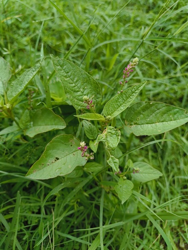 False Amaranth