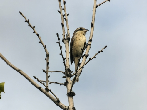 Brown Shrike