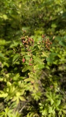 author not stated, no rights reserved Hypericum punctatum, photograph author not stated, no rights reserved