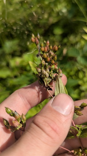 Hypericum punctatum, photograph 3