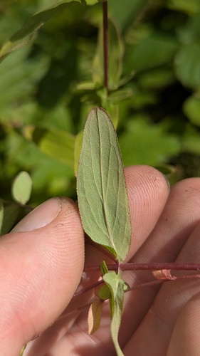 Hypericum punctatum