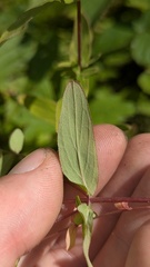 author not stated, no rights reserved Hypericum punctatum, photograph author not stated, no rights reserved