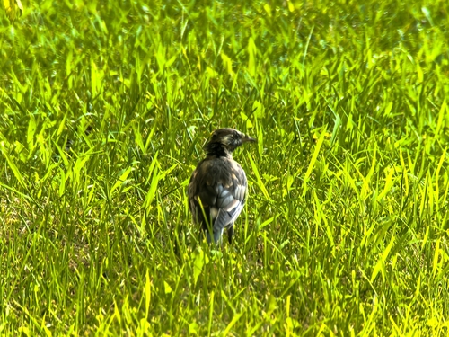 White-cheeked Starling