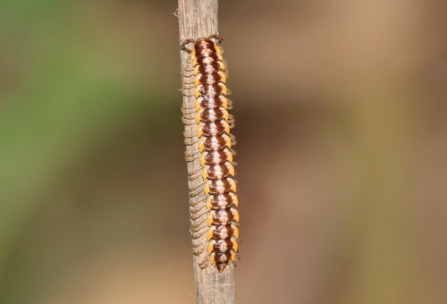 Antheromorpha uncinata