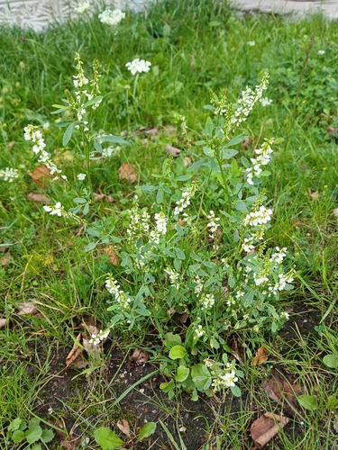 White Sweetclover