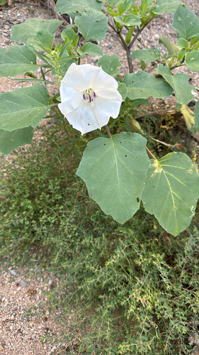 Datura discolor, photograph 5