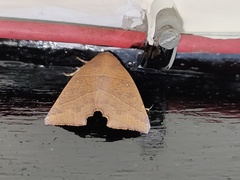 Goniocraspidum pryeri