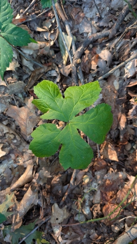 Hydrastis canadensis, photograph 2