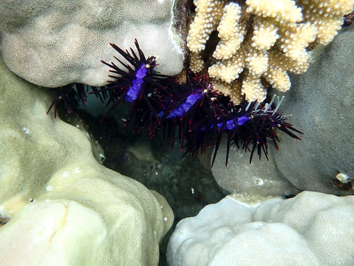 Acanthaster planci observed 2026-08-20