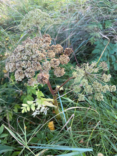 Wild Angelica