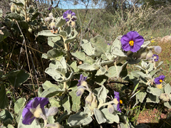 Solanum lasiophyllum