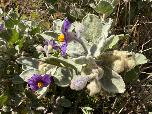 Solanum lasiophyllum, photograph 1