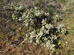 Solanum lasiophyllum, photograph (c) smathichong, some rights reserved (CC BY)