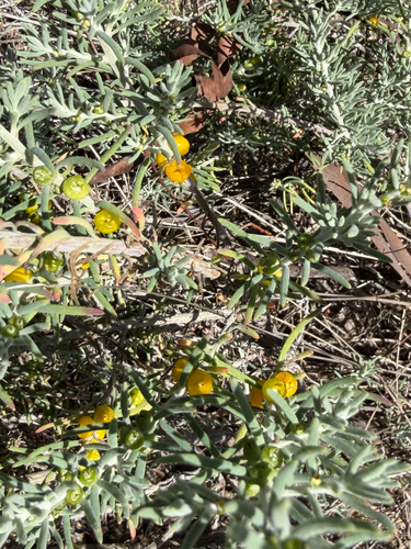 Enchylaena tomentosa, photograph 1
