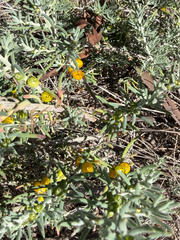 (c) smathichong, some rights reserved (CC BY) Enchylaena tomentosa, photograph (c) smathichong, some rights reserved (CC BY)