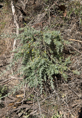(c) smathichong, some rights reserved (CC BY) Enchylaena tomentosa, photograph (c) smathichong, some rights reserved (CC BY)