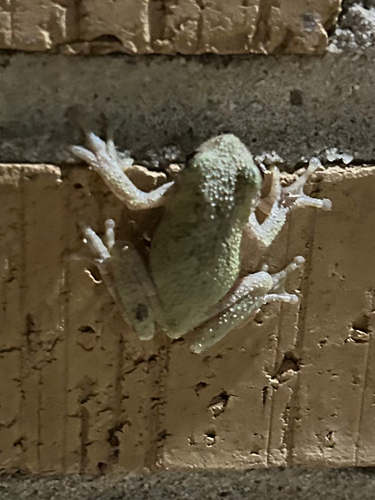 Cope's Gray Tree Frog