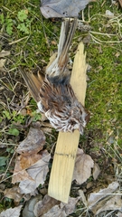 Melospiza melodia image