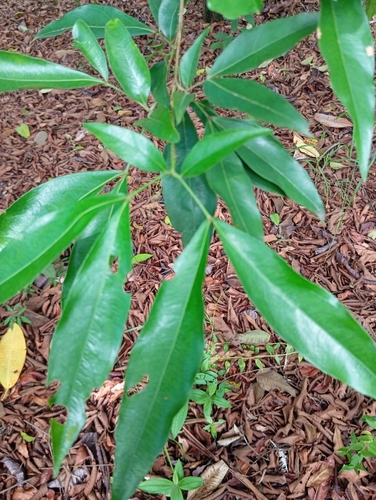 Zygia longifolia observed 2026-08-31
