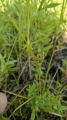 Toothed flatsedge
