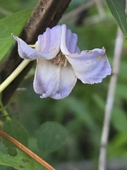 Clematis crispa, photograph author not stated, no rights reserved