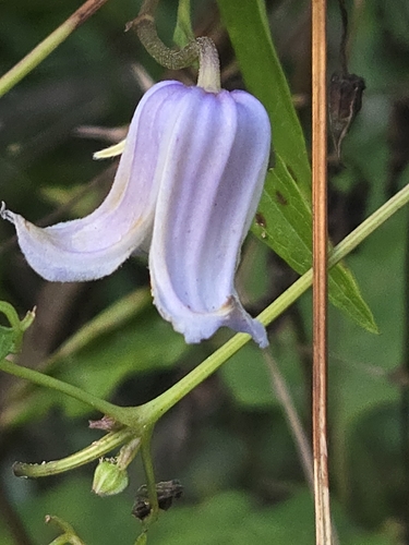 Clematis crispa, photograph 5