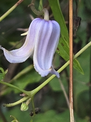 Clematis crispa, photograph author not stated, no rights reserved