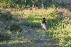 Phasianus versicolor
