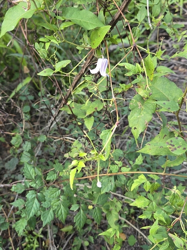 Clematis crispa, photograph 6