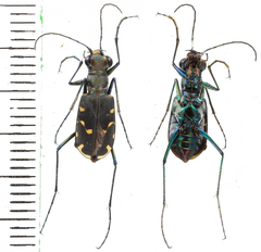 Calomera decemguttata