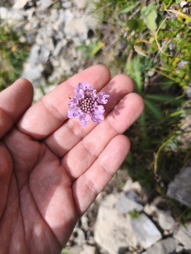 Scabiosa lucida