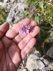 Scabiosa lucida