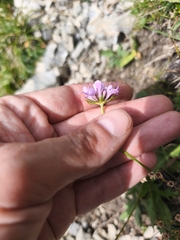 Scabiosa lucida, photograph (c) Juan Pablo Madriaga Núñez, some rights reserved (CC BY-SA)