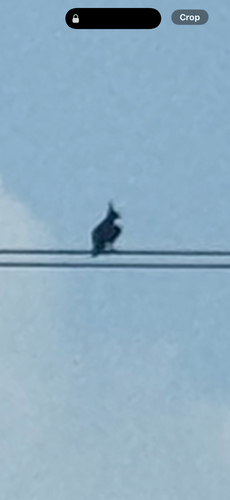 Long-crested Eagle