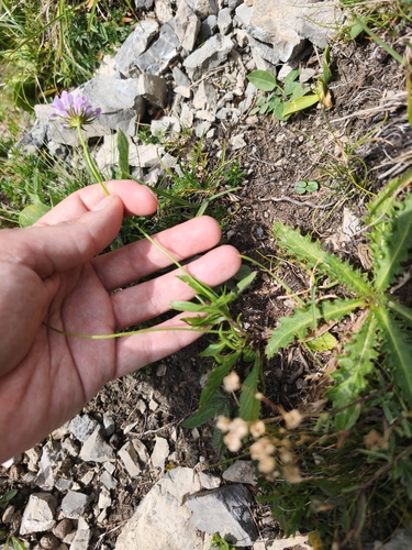 Scabiosa lucida, photograph 4