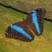 Achilles Morpho - Photo (c) Ettore Balocchi, some rights reserved (CC BY)