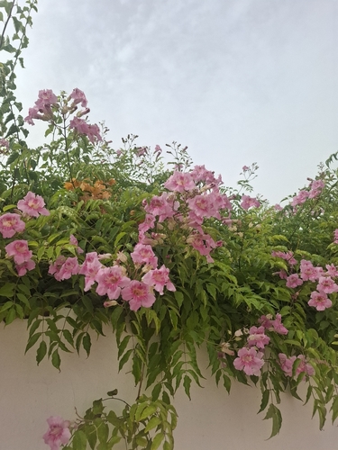 Pink Trumpet Vine