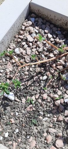 Common Purslane