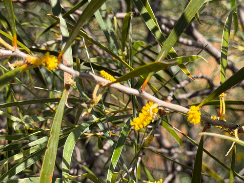 Acacia acuminata, photograph 6