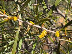 Acacia acuminata, photograph (c) smathichong, some rights reserved (CC BY)